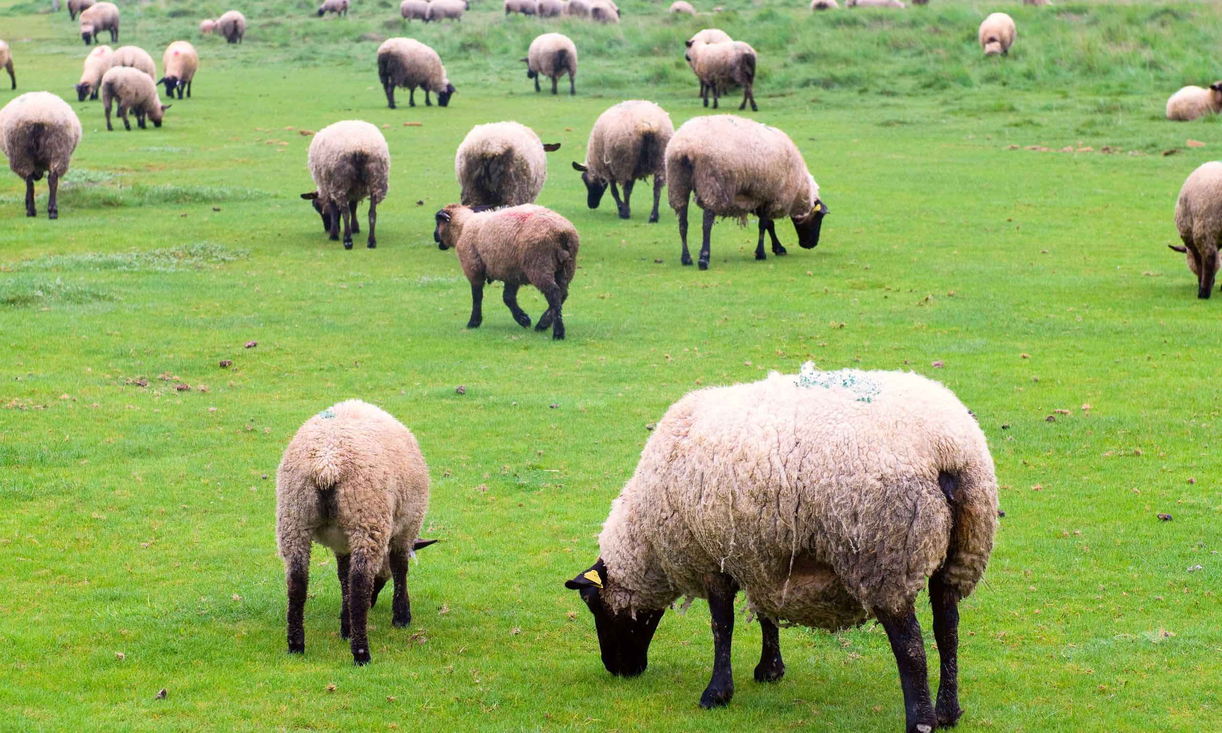 Livestock Rustling! No more!