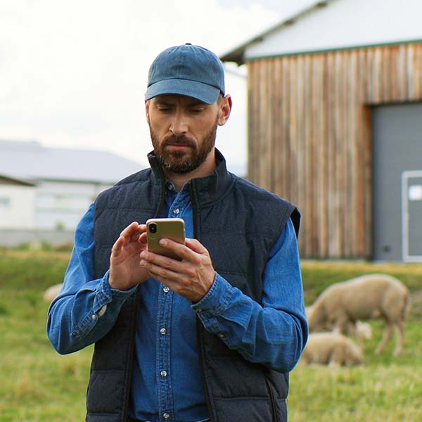 Farmer monitoring his livestock via CCTV on his smartphone